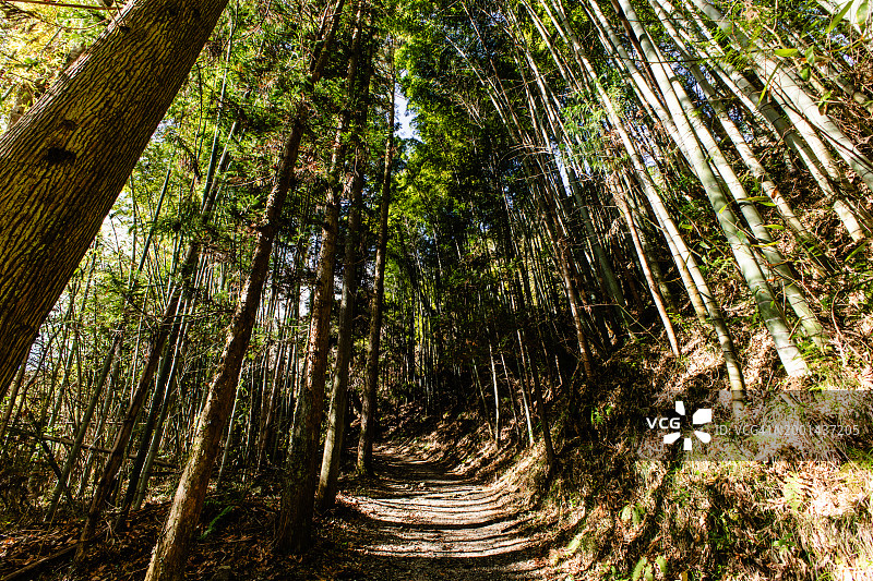 日本长野县森林中的中山道图片素材
