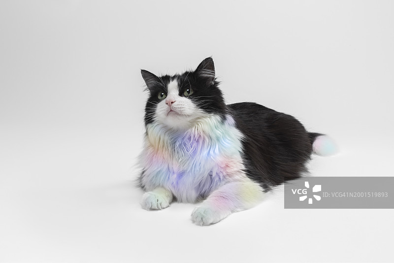 粉彩中的花斑猫图片素材