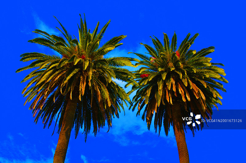 两棵加州皇后棕榈树图片素材