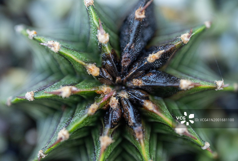 特写：患炭疽病的裸萼球仙人掌图片素材