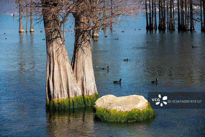 水杉树与鸟图片素材