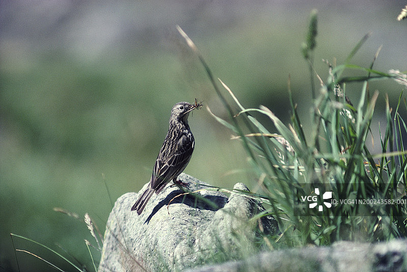 草地鹨（含昆虫）图片素材