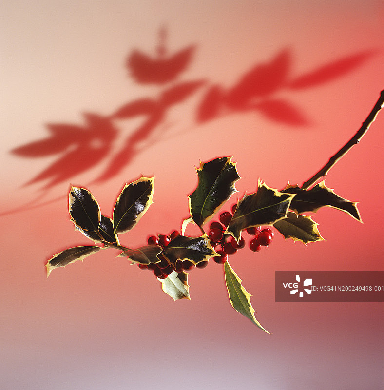 带浆果的圣诞冬青图片素材