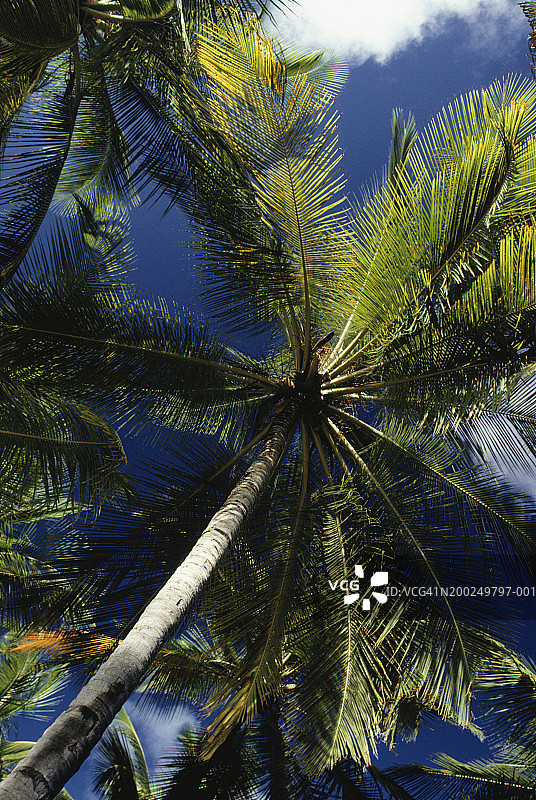 棕榈树，从下往上看，美属维尔京群岛圣克罗伊图片素材
