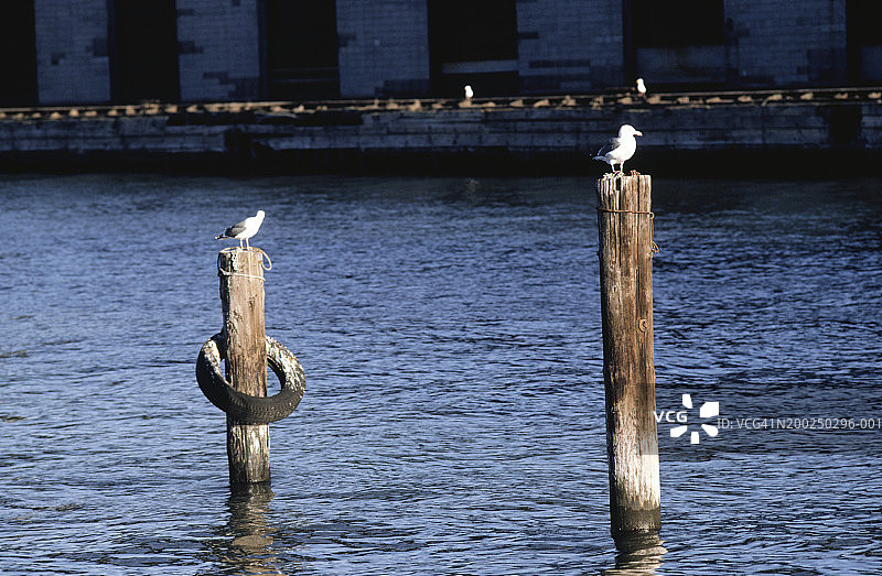 旧金山从水中伸出的垂直梁上的海鸥图片素材