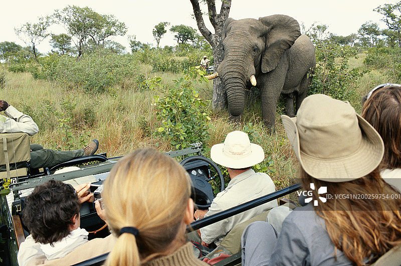人们乘坐越野车观看非洲象图片素材
