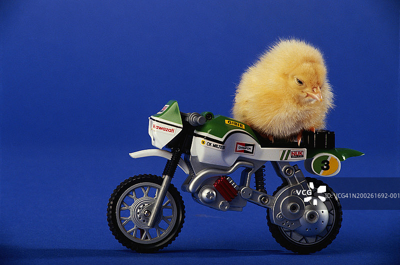 小鸡坐在玩具摩托车上图片素材