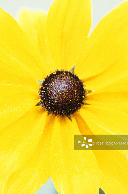 嘉兰雏菊特写图片素材