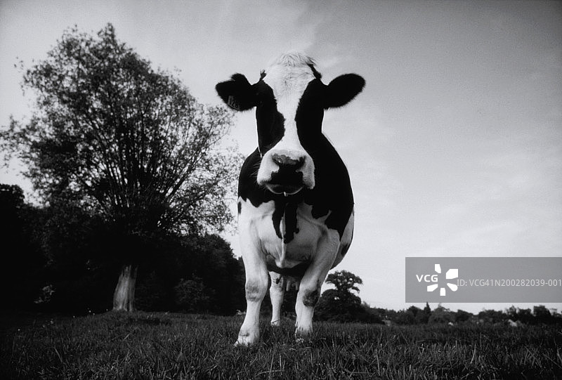 站在田野里的奶牛（黑白）图片素材