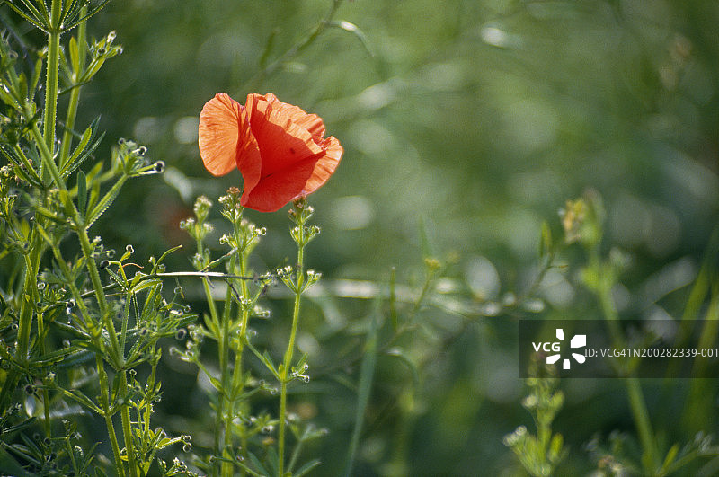 田野中的罂粟花图片素材