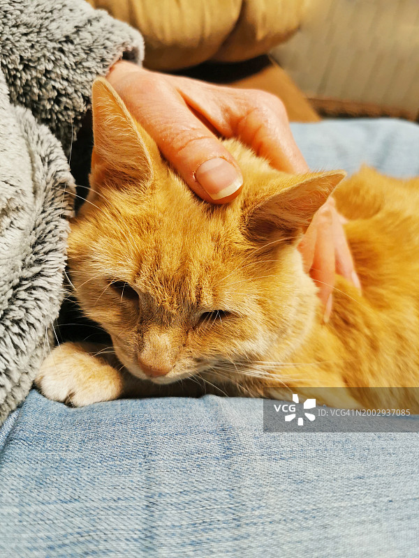 红猫躺在主人的腿上图片素材