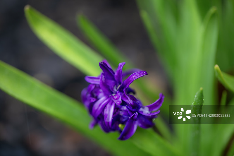 植物上的紫色风信子图片素材