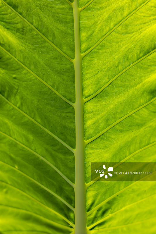 打拉省，中吕宋，菲律宾，东南亚的热带树叶纹理图片素材