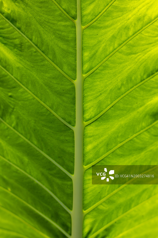 打拉省，中吕宋，菲律宾，东南亚的热带树叶纹理图片素材