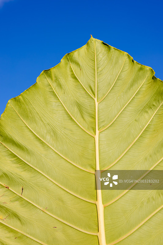 打拉省，中吕宋，菲律宾，东南亚的热带树叶纹理图片素材