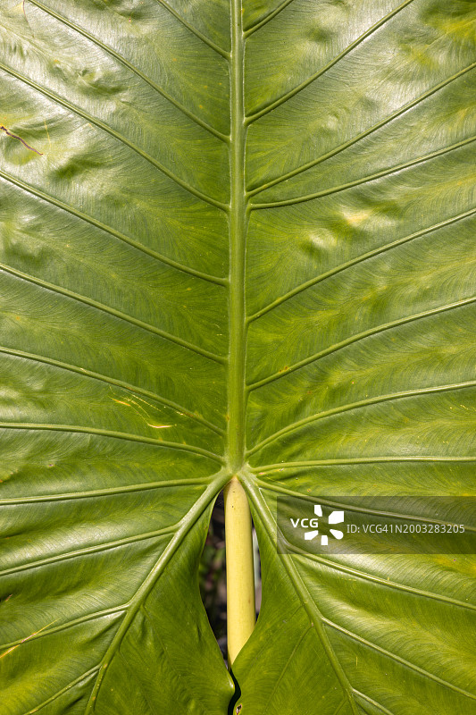 打拉省，中吕宋，菲律宾，东南亚的热带树叶纹理图片素材