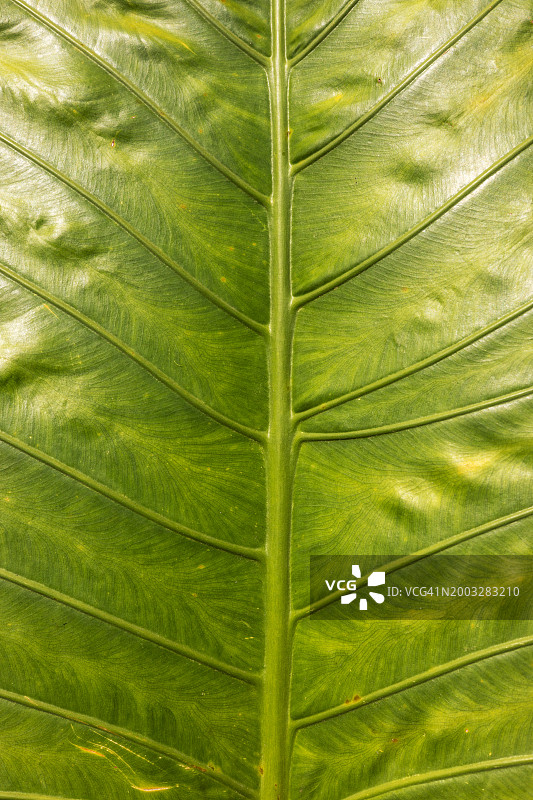 打拉省，中吕宋，菲律宾，东南亚的热带树叶纹理图片素材