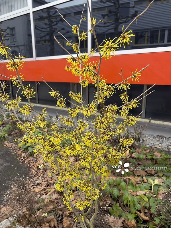 盛开的北美金缕梅图片素材