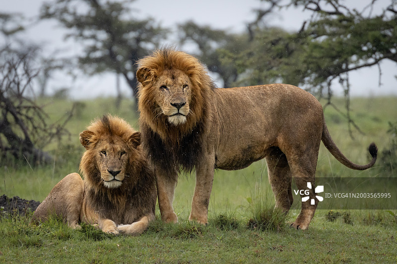 肯尼亚马赛马拉的狮子图片素材