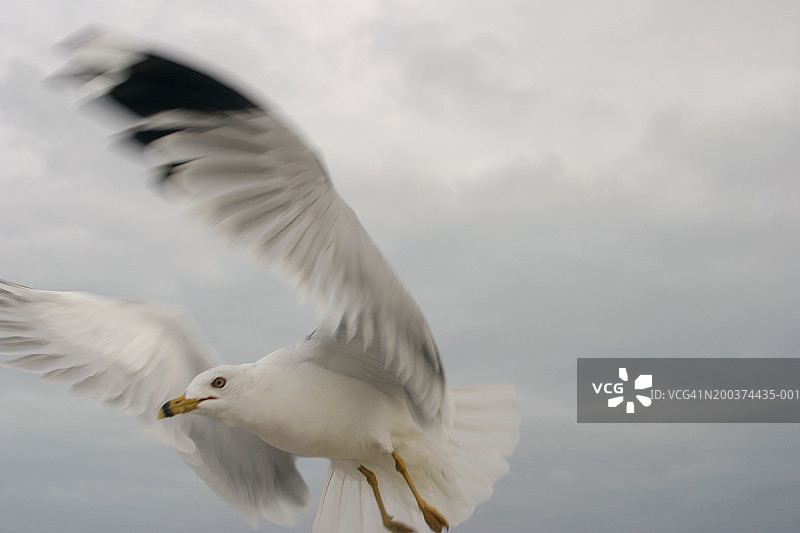 飞行中的海鸥（动态模糊）图片素材