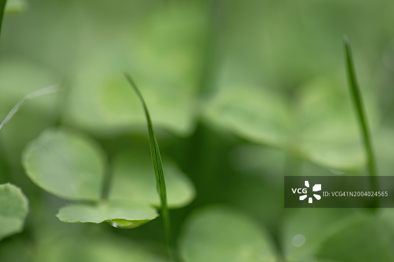 三叶草草坪图片素材