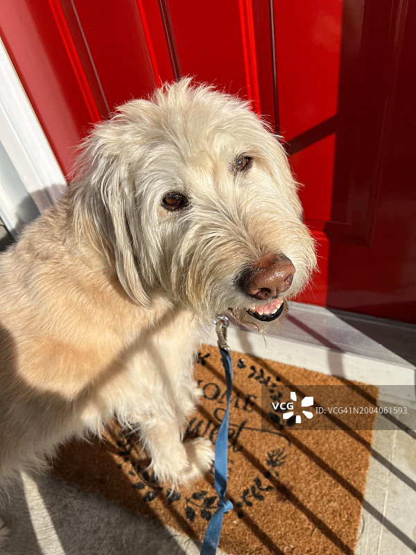 散步后站在门外的狗图片素材