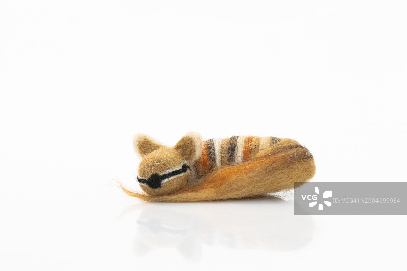 毛毡袋狸图片素材