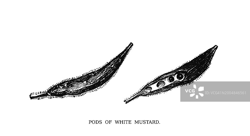 植物学古版画插图：白芥菜荚图片素材