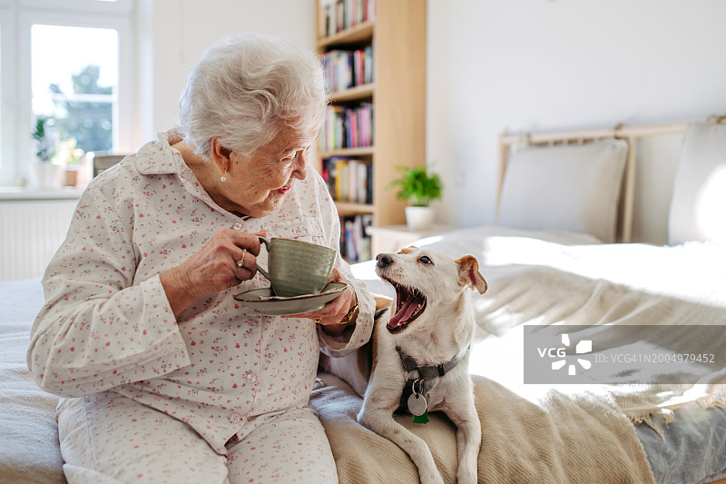 老年妇女穿着睡衣坐在床上，早上和她的狗一起喝热茶。可爱的狗狗打着哈欠，躺在老年主人身边。狗是老年人的伴侣图片素材