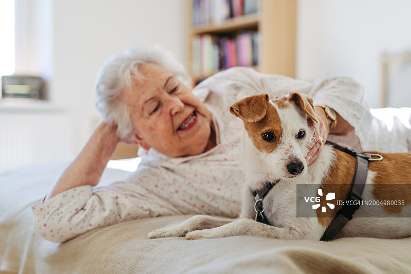 年长的女人早上穿着睡衣躺在床上，抚摸着她的狗，狗躺在她身边。狗是老年人的伴侣图片素材