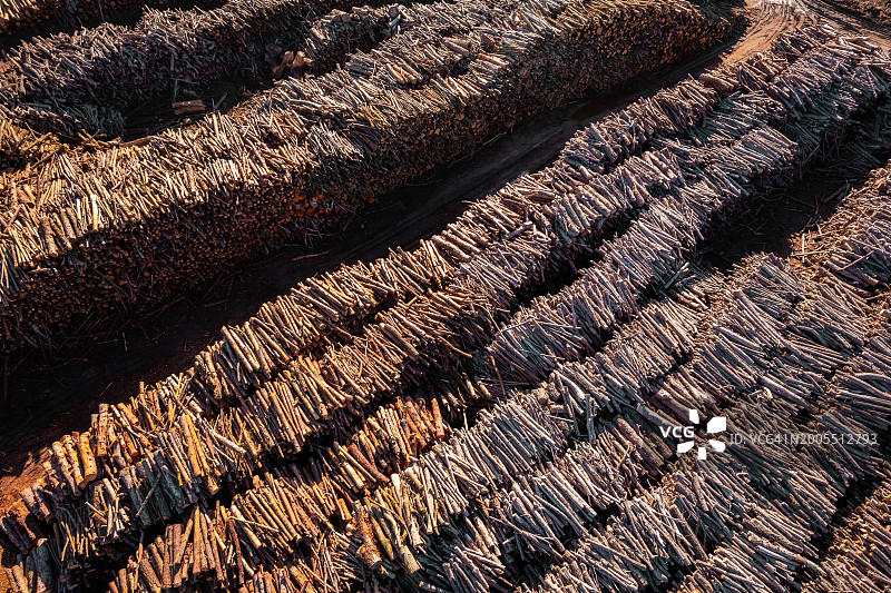 可持续森林砍伐，树木堆积的航拍图图片素材