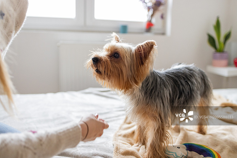 约克夏犬和主人的温馨依偎图片素材
