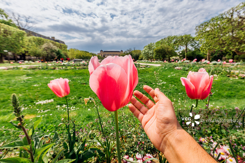 触摸春天里盛开的郁金香，个人视角图片素材