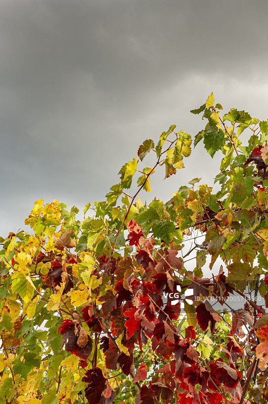 托斯卡纳蒙塔尔奇诺附近桑娇维塞葡萄树叶图片素材