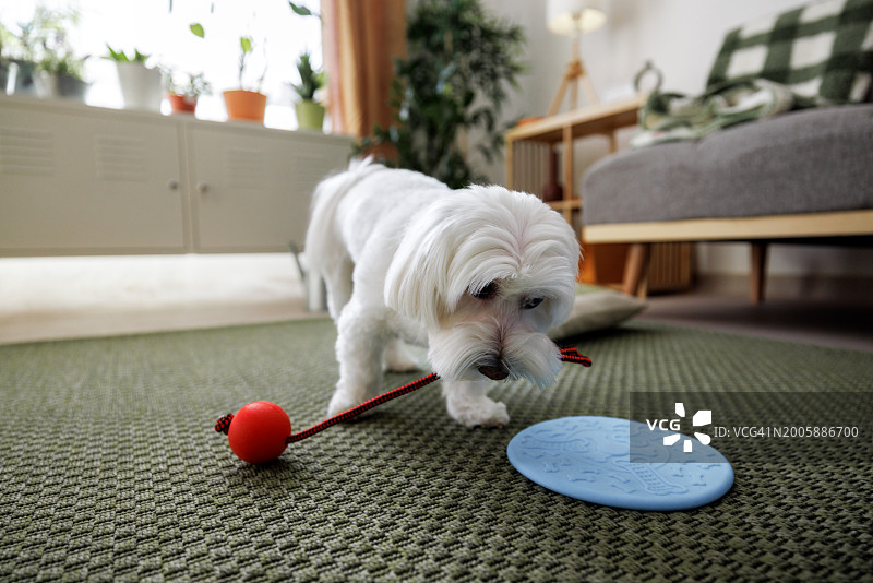 玩绳索玩具的可爱马尔济斯犬图片素材
