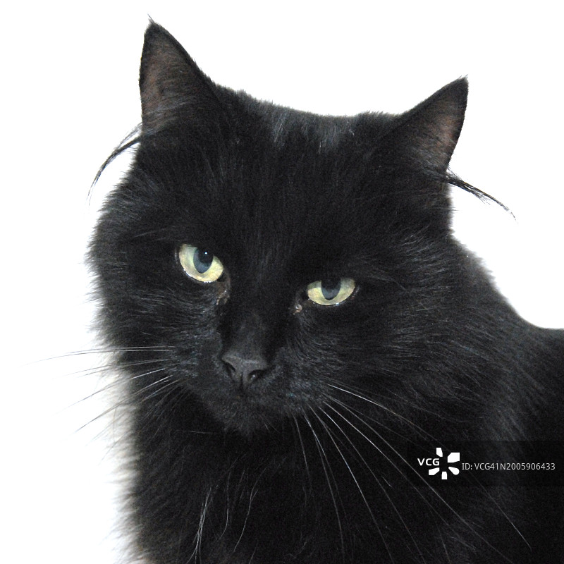 纯黑色猫图片素材