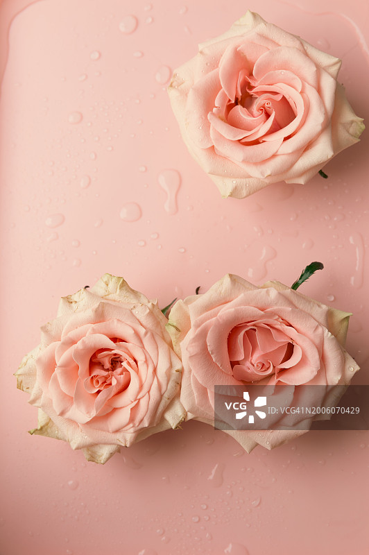 粉色背景上的三朵玫瑰花头，带文案空间图片素材