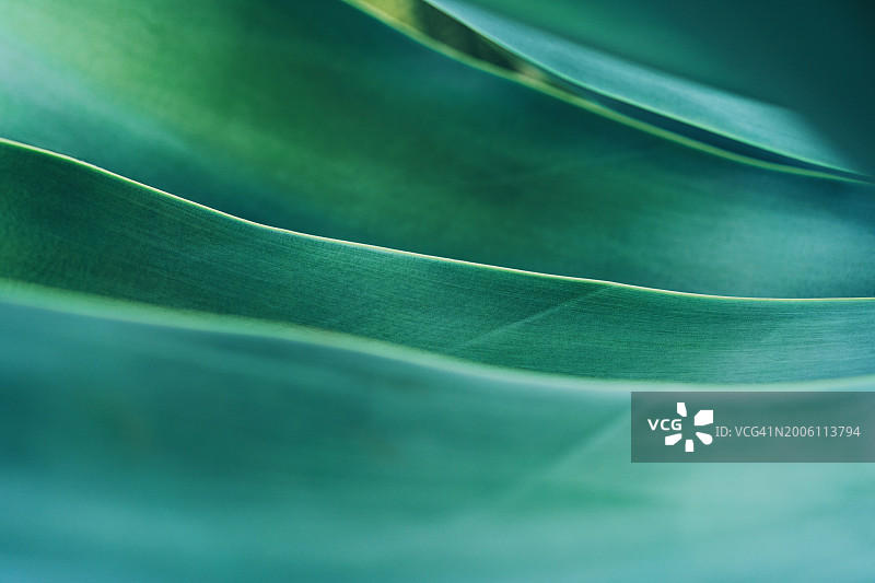 芦荟植物特写：美丽的自然背景图片素材