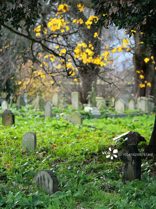 伦敦布朗普顿公墓草坪和树下的风化石碑图片素材
