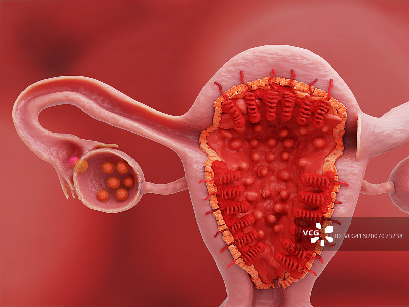 月经周期第14天的子宫和卵巢图片素材