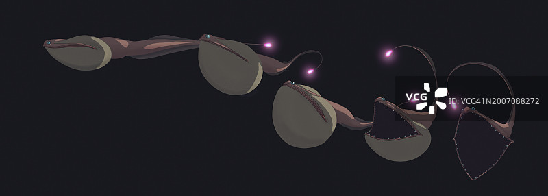 鹈鹕鳗鱼插画图片素材