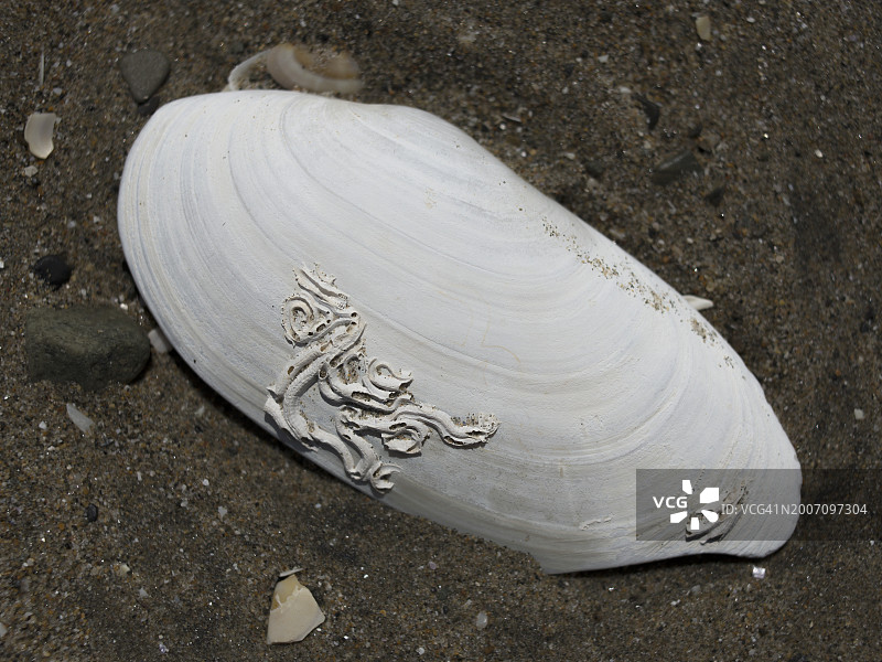 海螺壳上的虫粪图片素材