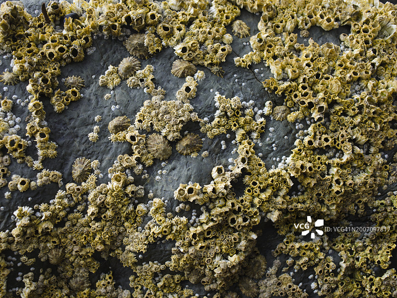 海岸岩石上的藤壶图片素材