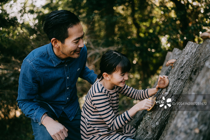 父亲与小女儿采摘香菇。图片素材