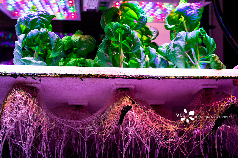 人工光照下生长的罗勒植物图片素材