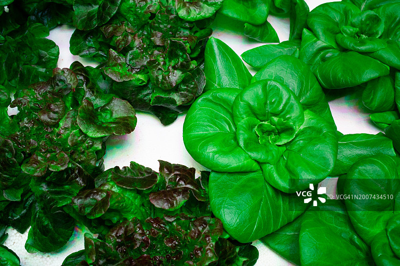 莴苣苗的特写图片素材