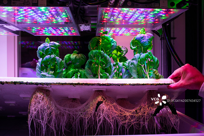 人工光照下生长的罗勒植物图片素材