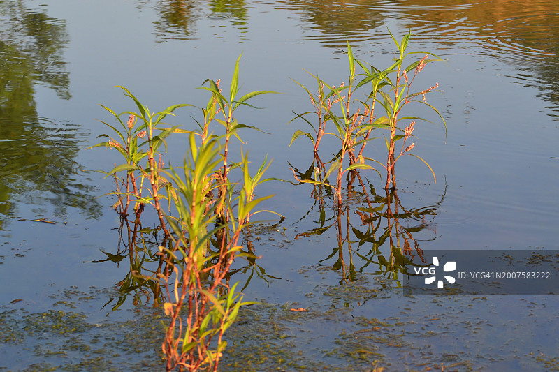 蓼/水胡椒植物与倒影/湿地图片素材