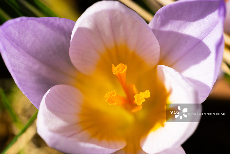 紫色番红花图片素材