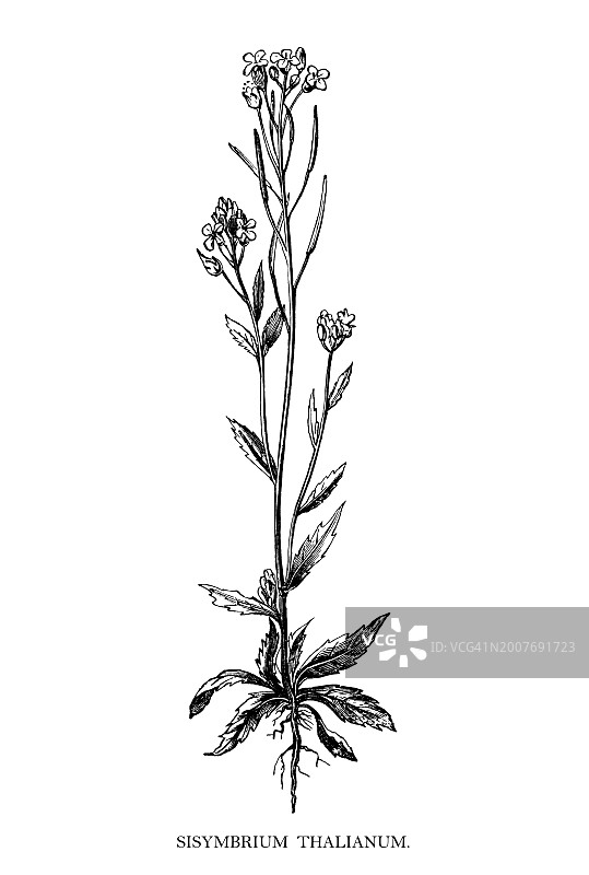 老式雕刻植物插图：拟南芥图片素材